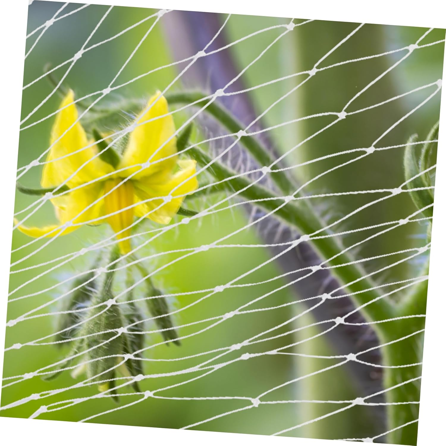 Outanaya Garden Bird Netting 10M X 10M Nylon Mesh Lightweight Plant Cover for Vegetable Fruit Tree Protection Tear Resistant Suitable for Orchards and Farms image number 5