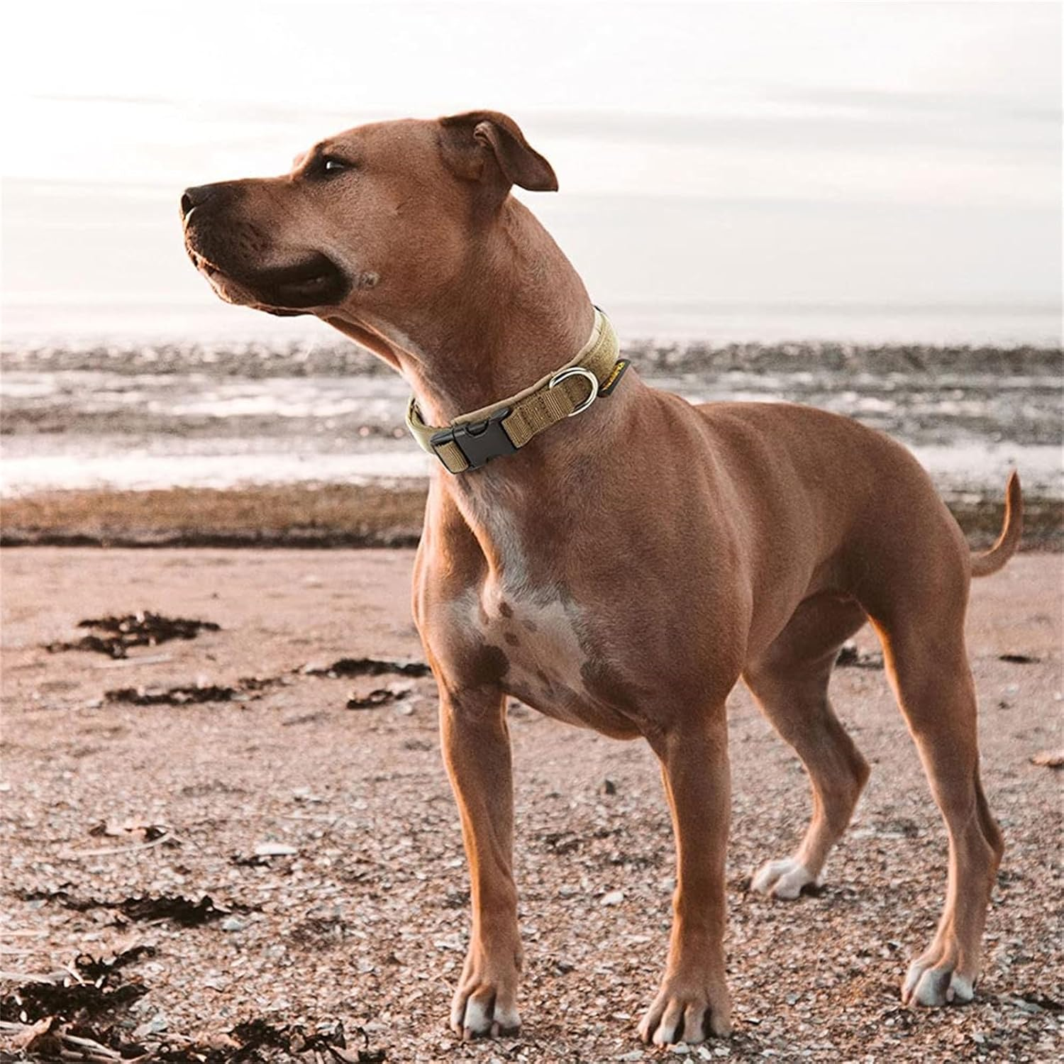 EXCELLENT ELITE SPANKER Puppy Dog Collar Nylon Adjustable Dog Collar for Small Dogs Pet Soft Padded Dog Collar image number 6