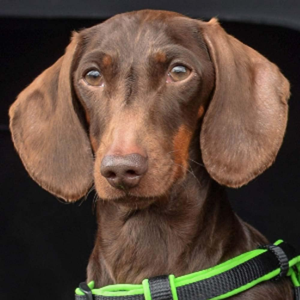 Animology Cloud K9 Body Mist image number 2