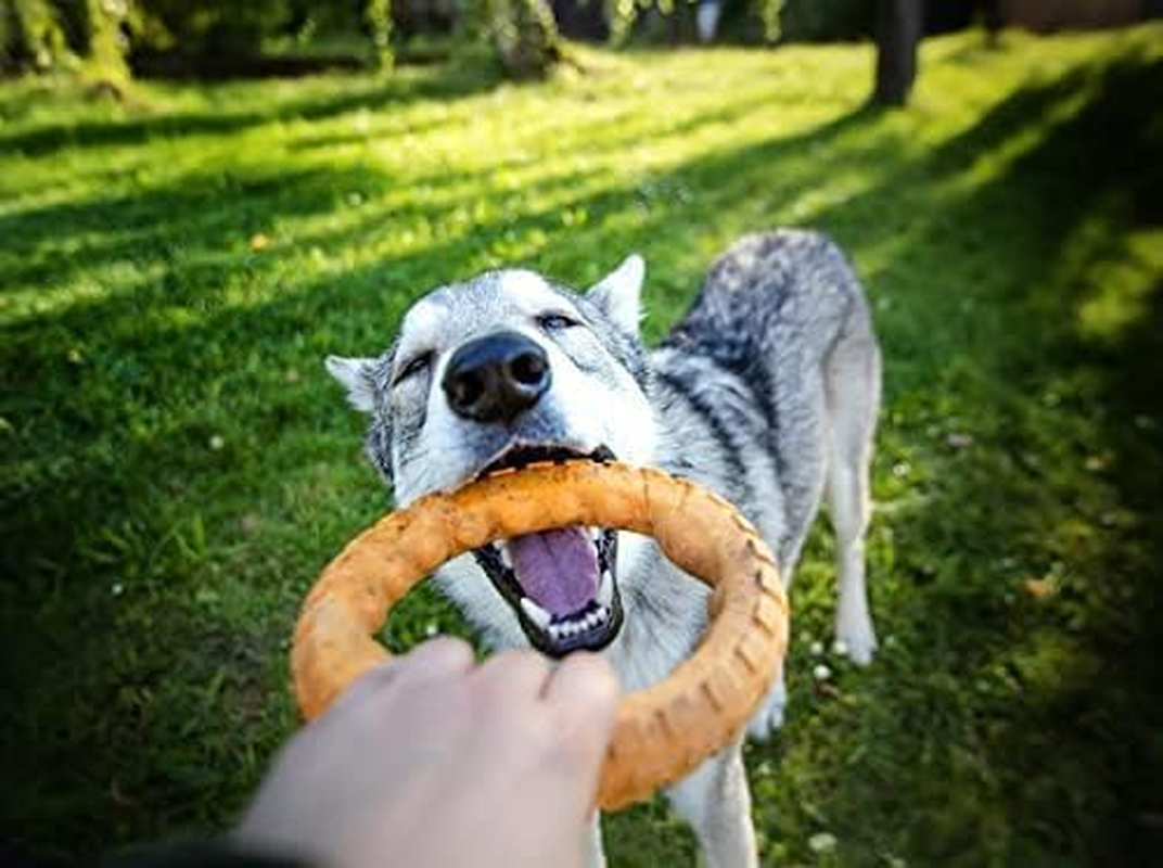 Spunky Pup Gnaw Guard Ring Chew Dog Toy, Large image number 4