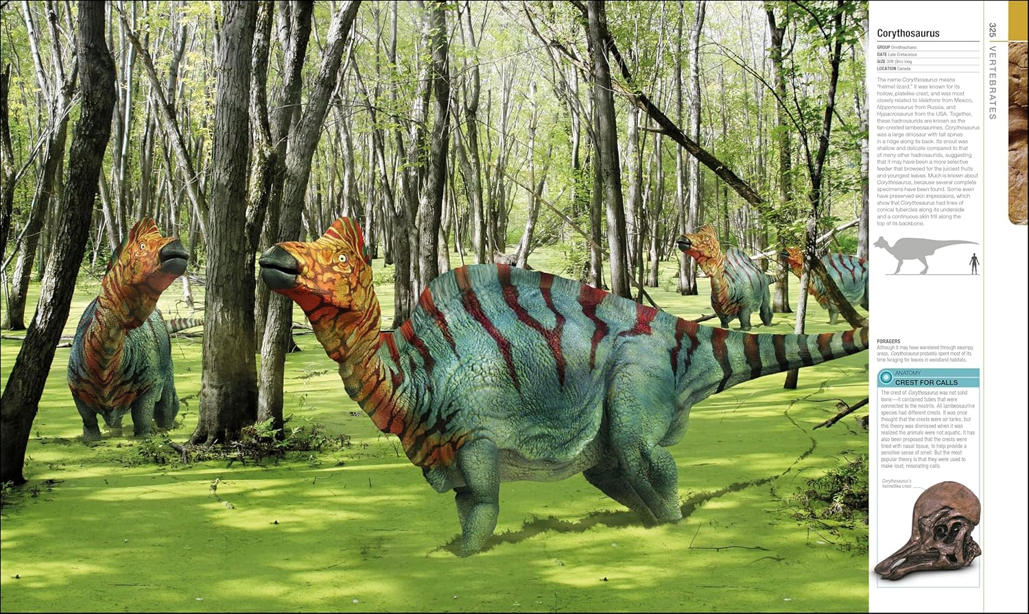 Dinosaurs and Prehistoric Life: the Definitive Visual Guide to Prehistoric Animals image number 2