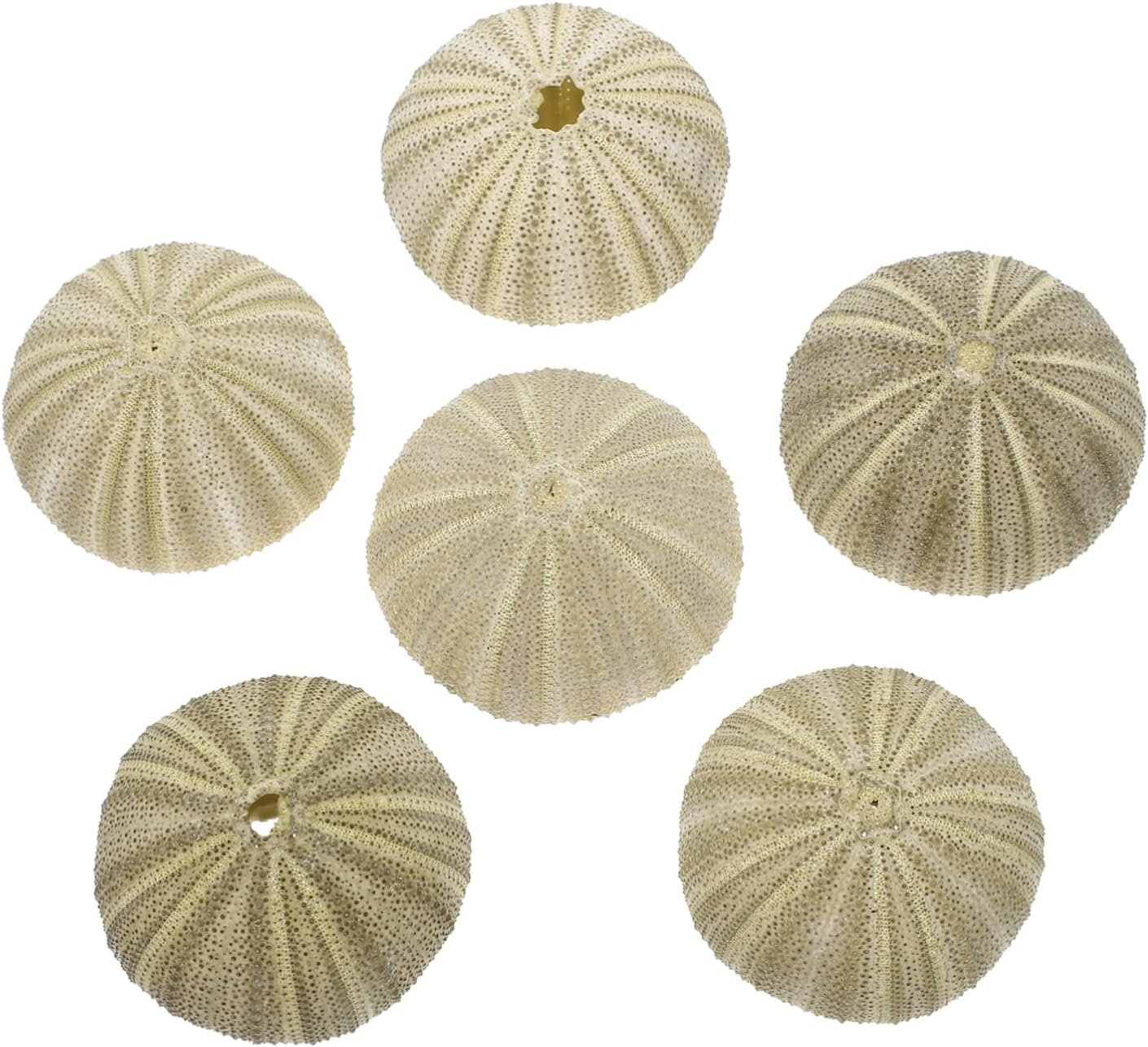 PRETYZOOM 6Pcs Sea Urchin Decor Air Plant Pot Shell Conch Tabletop Flowerpots for Indoor Plant Pot Gardening Supplies image number 1