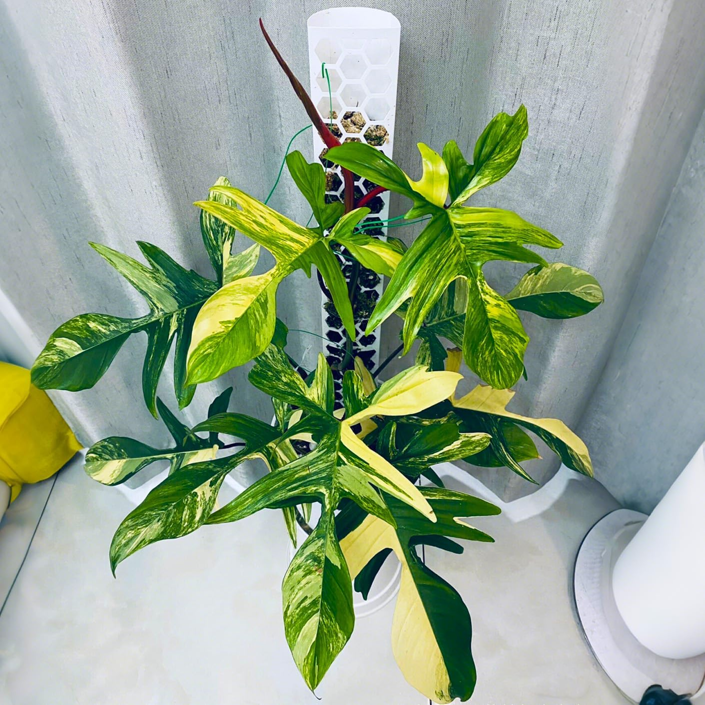 Haispring 6 Pcs 17 Inch Plastic Moss Pole for Plants Monstera,Designed Specifically for Climbing Plants, Stackable Plant Support for Indoor Plants - 4, Black image number 2