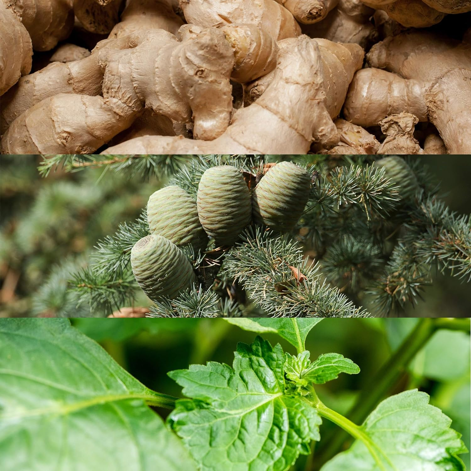 Calvin Klein CK EPM RG EDT Ns50Ml LIL 20IV