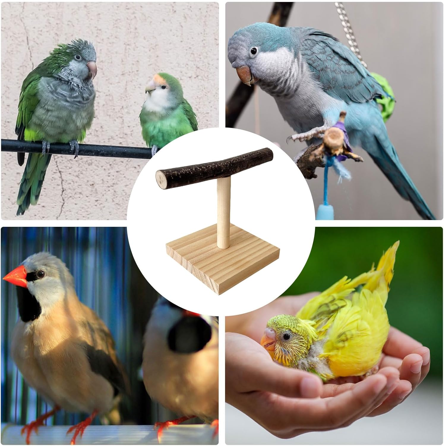 Parrot T Perch - Resting Spot Portable Bird Trainiing Playground | Feeding Training Wooden Parroot Staand | Birrd Play Stand for Macaws Cockatiels African Greys image number 1