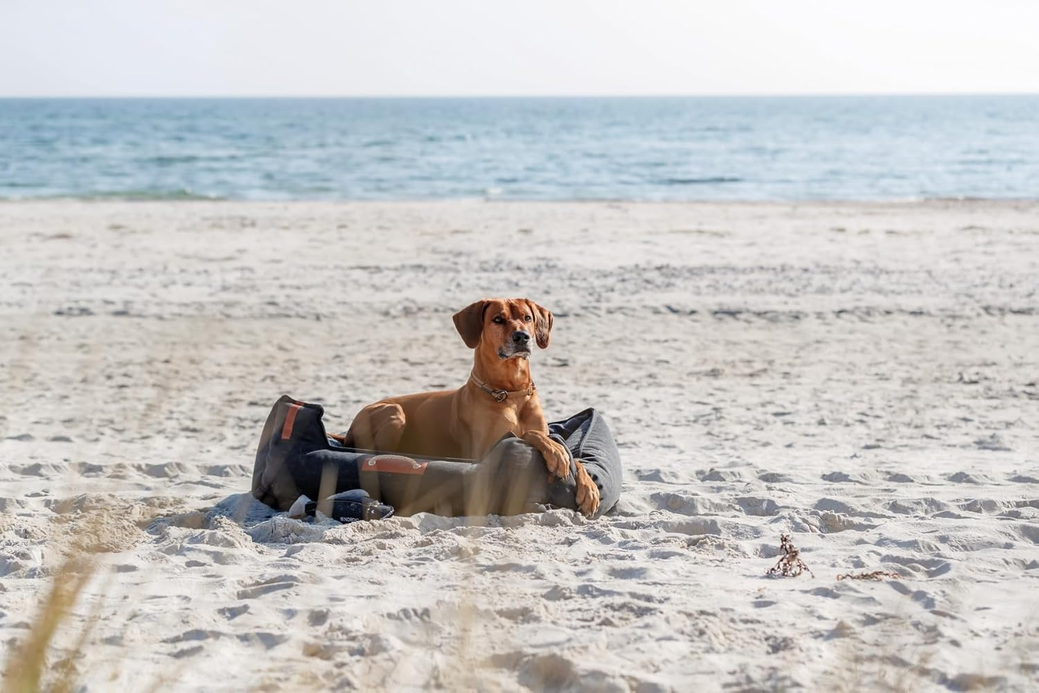 TRIXIE Zug-Stopp BE Nordic Dog Collar Made of Leather, L, Grey, Comfortable Dog Collar for Large Dogs with Pull Limit, Robust & Elegant, 17140 image number 2