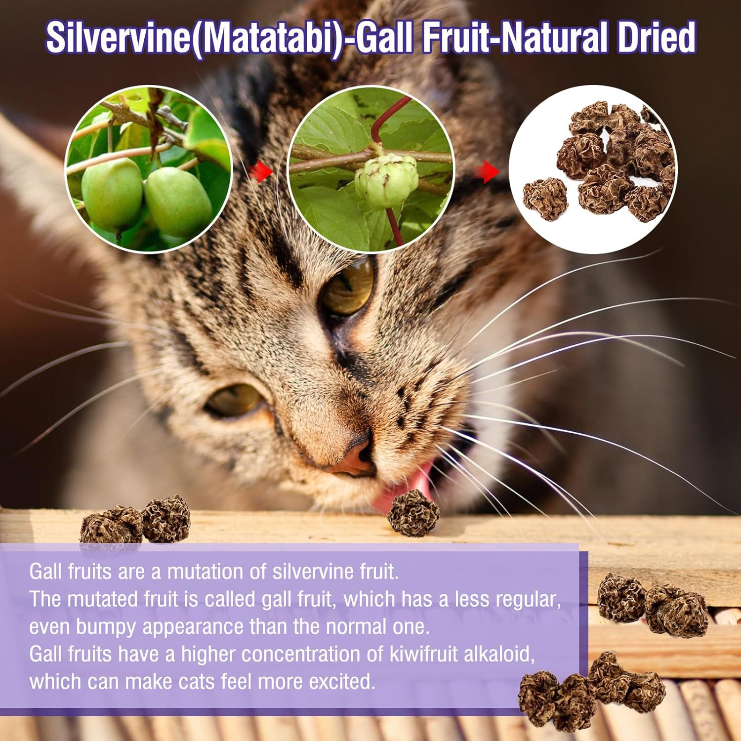 Havenjanny 20Pcs Dried Silvervine Gall Fruit, Natural Silver Vine Cat Chew Toy, Matatabi Cat Toy for Dental Cleaning Hard Chew Cheer Up image number 1