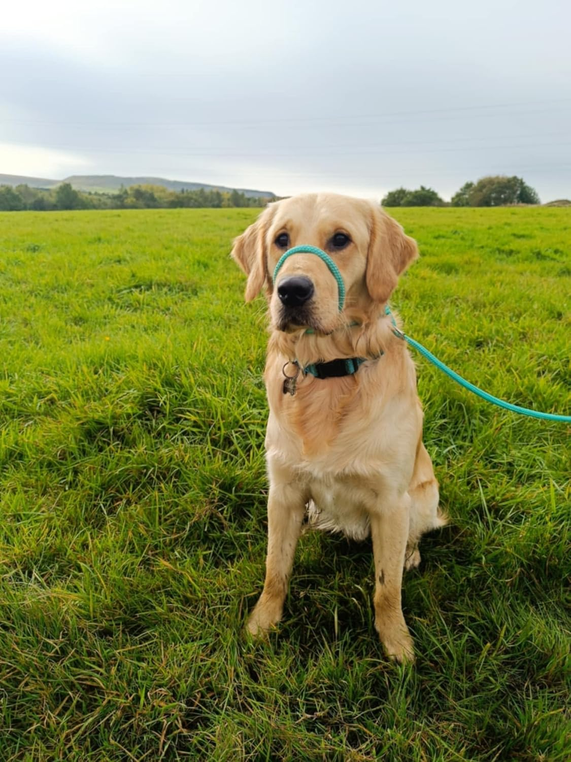No More Pulling! anti Pull Lead Field Figure 8 / Halter/Head Collar One Size Fits All Super Soft Braided Nylon Comfortable Make Your Walks More Enjoyable -Instructions Included (Pink) image number 5