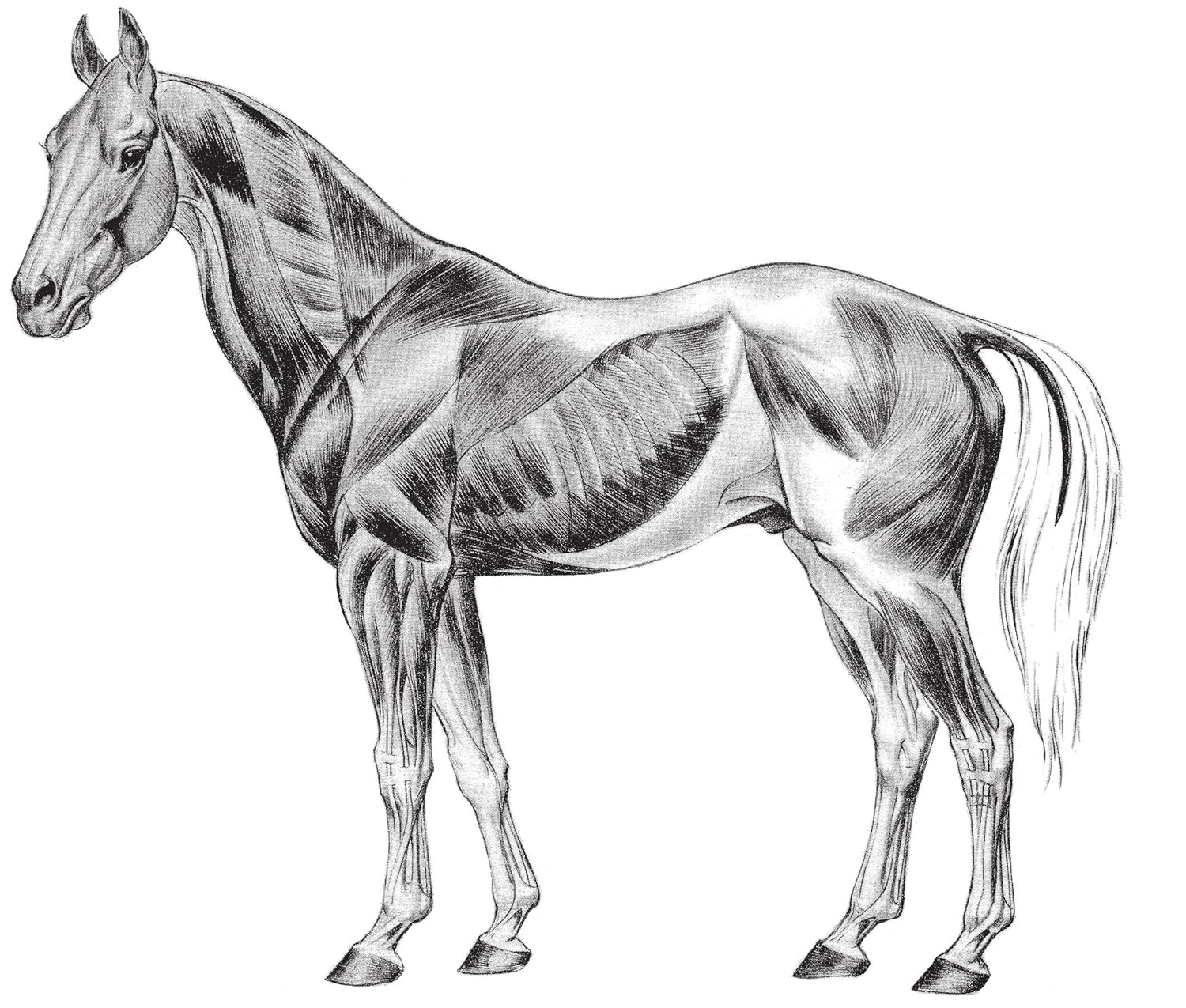 Art of Animal Drawing: Construction, Action Analysis, Caricature image number 1