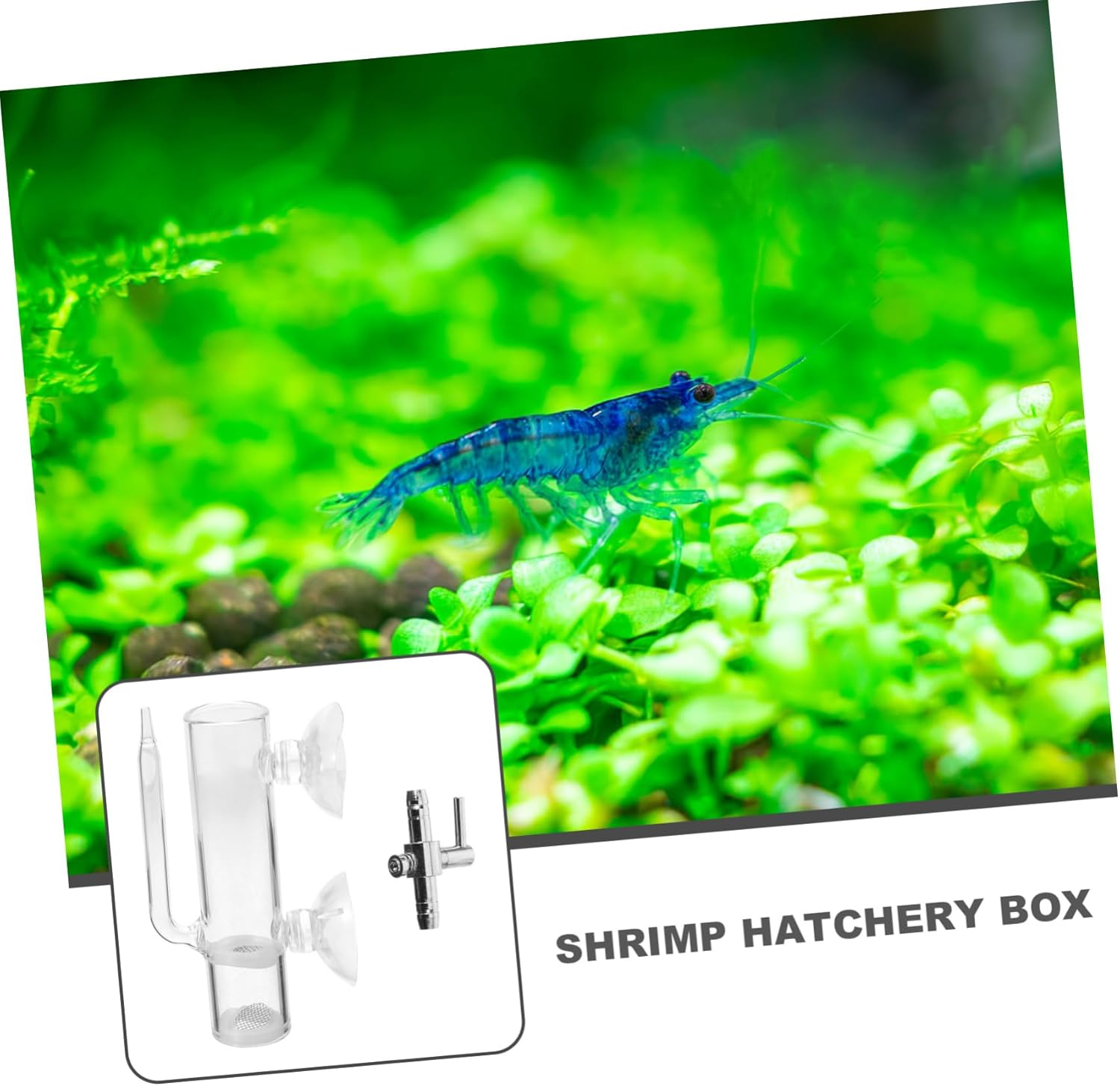 BUGUUYO Glass Shrimp Hatchery Box with Suction Cup Fish Incubator Tube, Brine Shrimp Eggs Hatchery Kit for Aquarium Breeding Tanks, Glass Isolation Case for Aquatic Pets