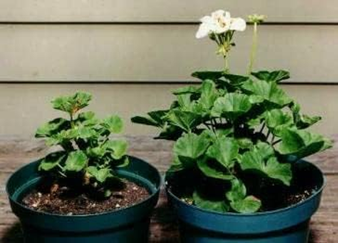 Rootblast - Grow Bigger Strong Plants image number 6