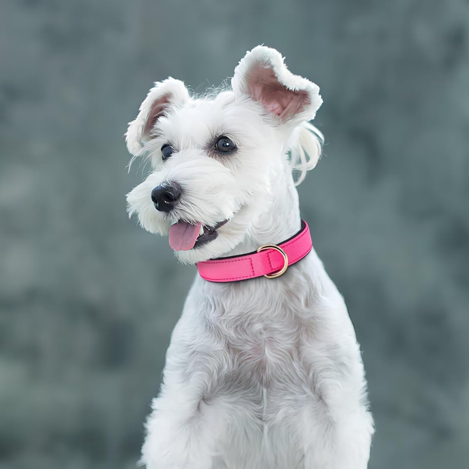 Didog Dog Collar, Waterproof Soft Padded Strong Small Dog Collars with Metal Buckle, Lightweight and Breathable Dog Collars for Small Dogs, Pink, S image number 3