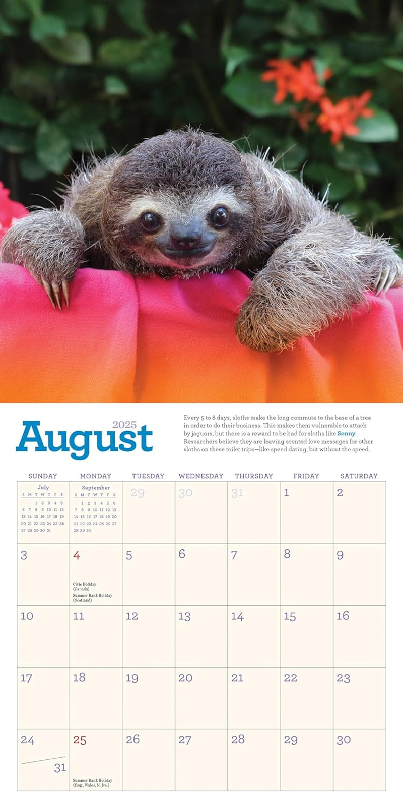 Original Sloths Mini Wall Calendar 2025: Celebrate Life in the Slow Lane image number 3