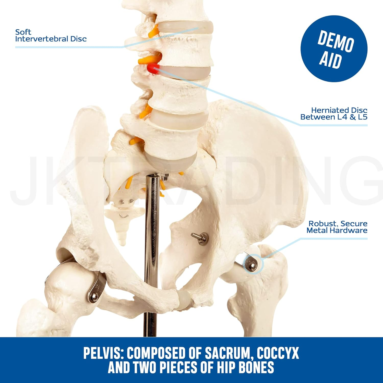 Bergmann Human Skeleton Model - 180Cm Life Size Skeleton W Spinal Nerves - Accurate Skeletal - Rolling Stand, Dust Cover - Anatomy Skeleton Medical - Articulated Skeleton Bone Model (180Cm W Nerves)