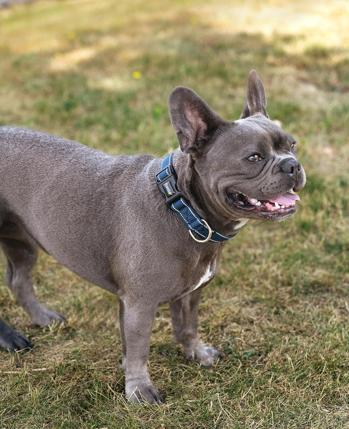 Lionto Padded Dog Collar Nylon Reflective Waterproof Adjustable Size S Blue image number 5