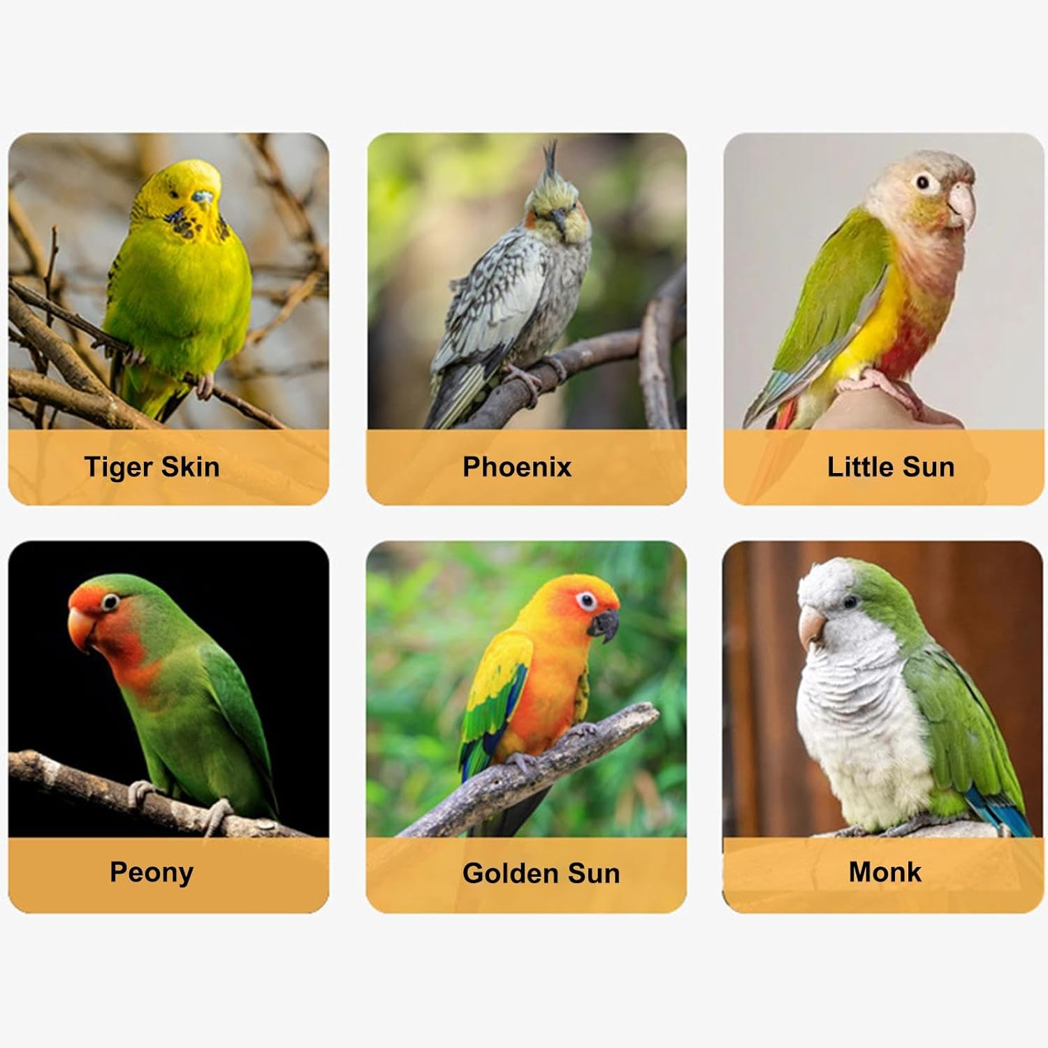 Cockatiel Harness and Leashes - 2M Portable Conures Bird Leashes - Soft Foot Ring Bird Flying Harness, Adjustable Traction Rope for Budgies, Cockatiels, Psittacula - White image number 5