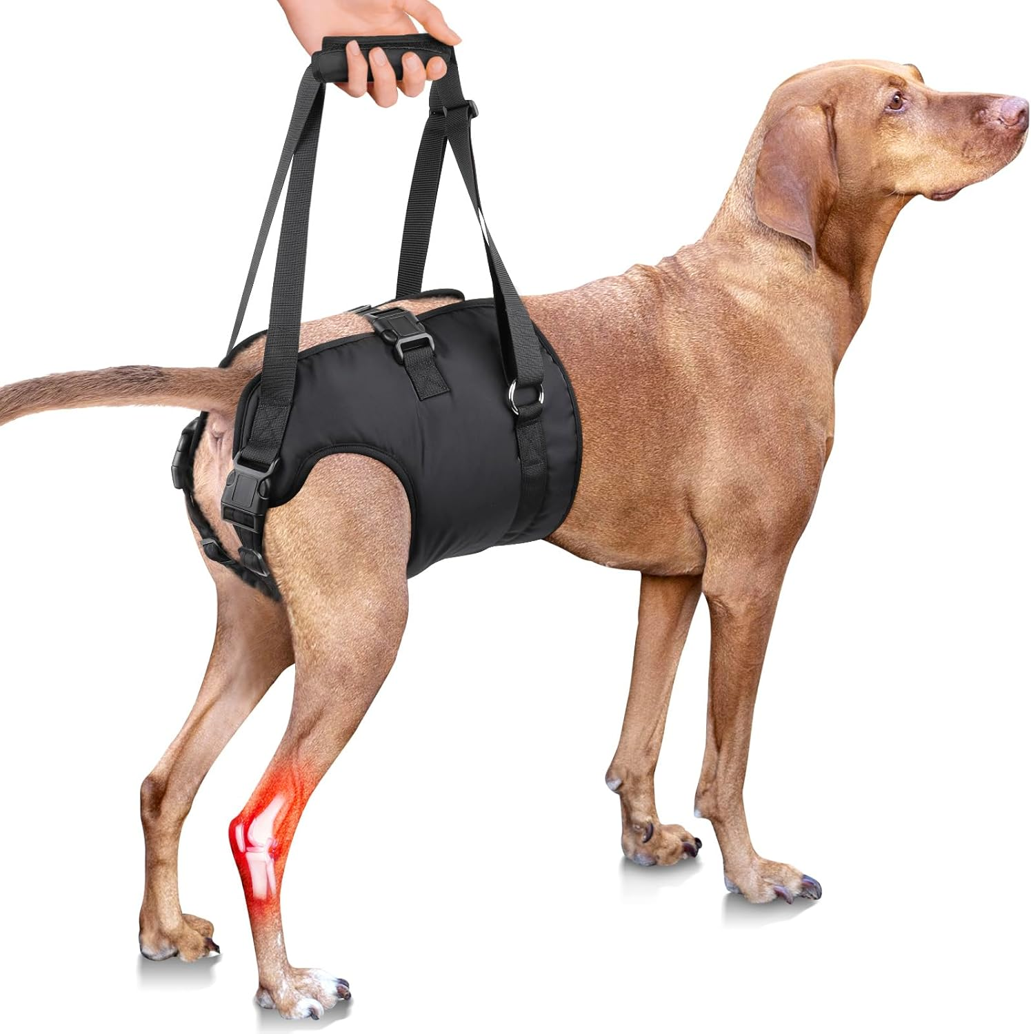 Pzrlit Carrying Aid Dog Stairs, Adjustable Walking Aid for Dogs, Rear Shoulder Strap, Dog Carrying Harness, Carry Bag for Older Dogs, Assistance Vest for Hip and Hind Legs Injuries image number 6