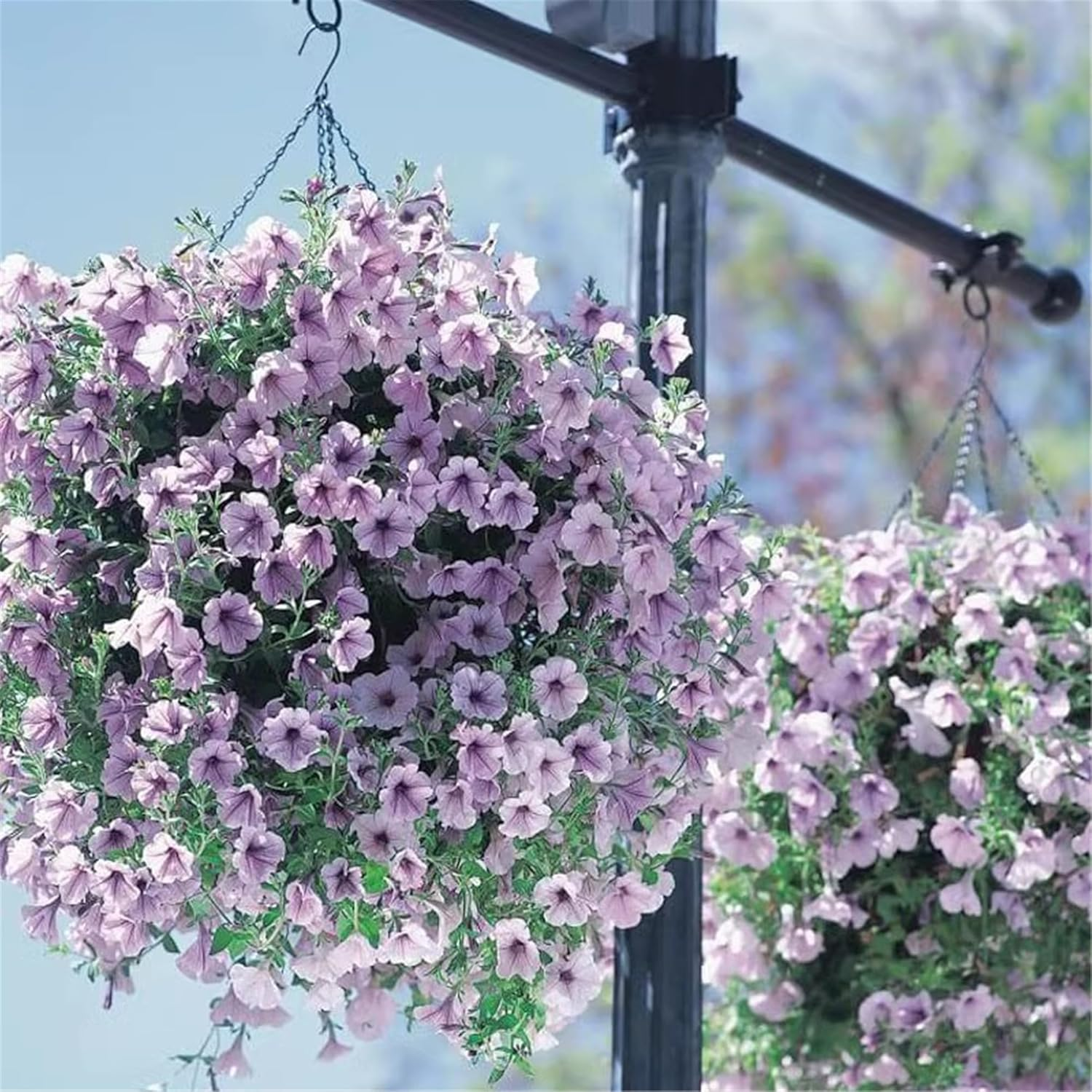 4 Pack Hanging Basket for Plant Garden Outdoor, Metal Hanging Planter with Coco Liner, Hanging Coco Planter Baskets Outdoor for Flowers, Hanging Flower Pots for Garden Balcony Railings Indoor (8 IN) image number 1