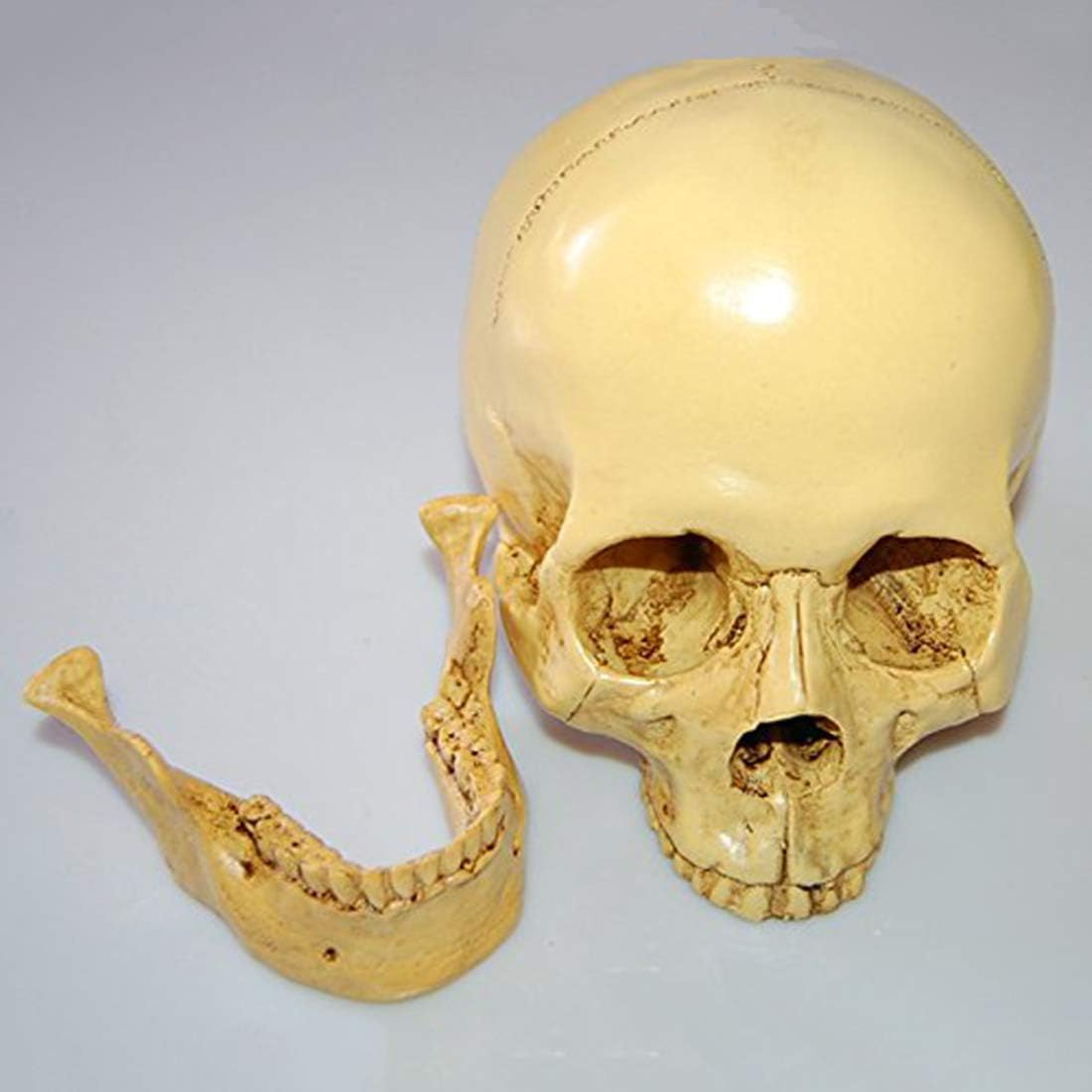 Model 1: 1 Resin Human Skull Anatomical Teaching Decoration Yellow image number 1