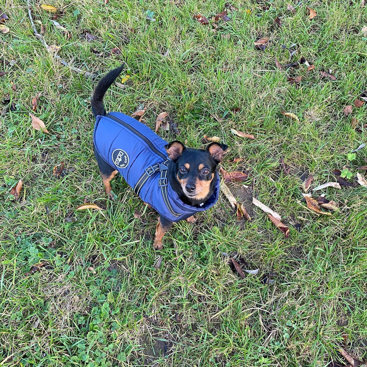 MATE for DOGS&reg; Dog Jacket Winter Vest Jackets Dog Coat Dog Jumper Pet Vest with Chest Harness Strap Lined (L, Blue) image number 4