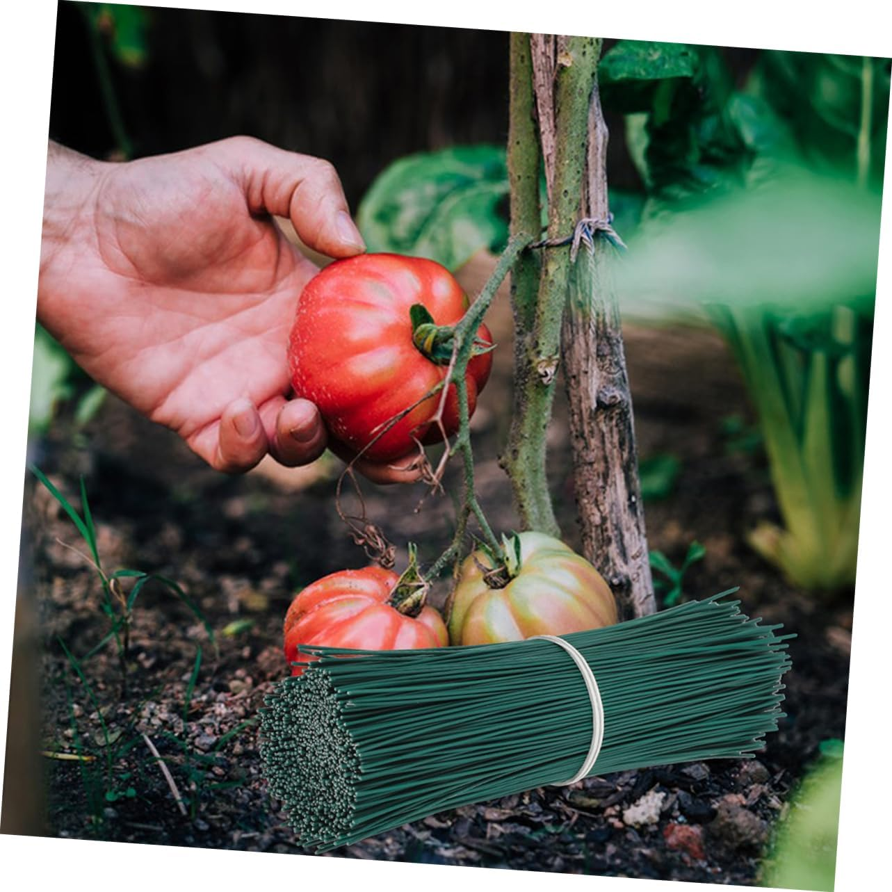 MOBUTOFU Garden Plant Twisted Ties 1000Pcs Binding Iron Wire Garden Tie for Tomato Raspberry Vine Stems 0.55Mm Diameter Plastic Coated Green Wire Straps for Outdoor Plant Support image number 2