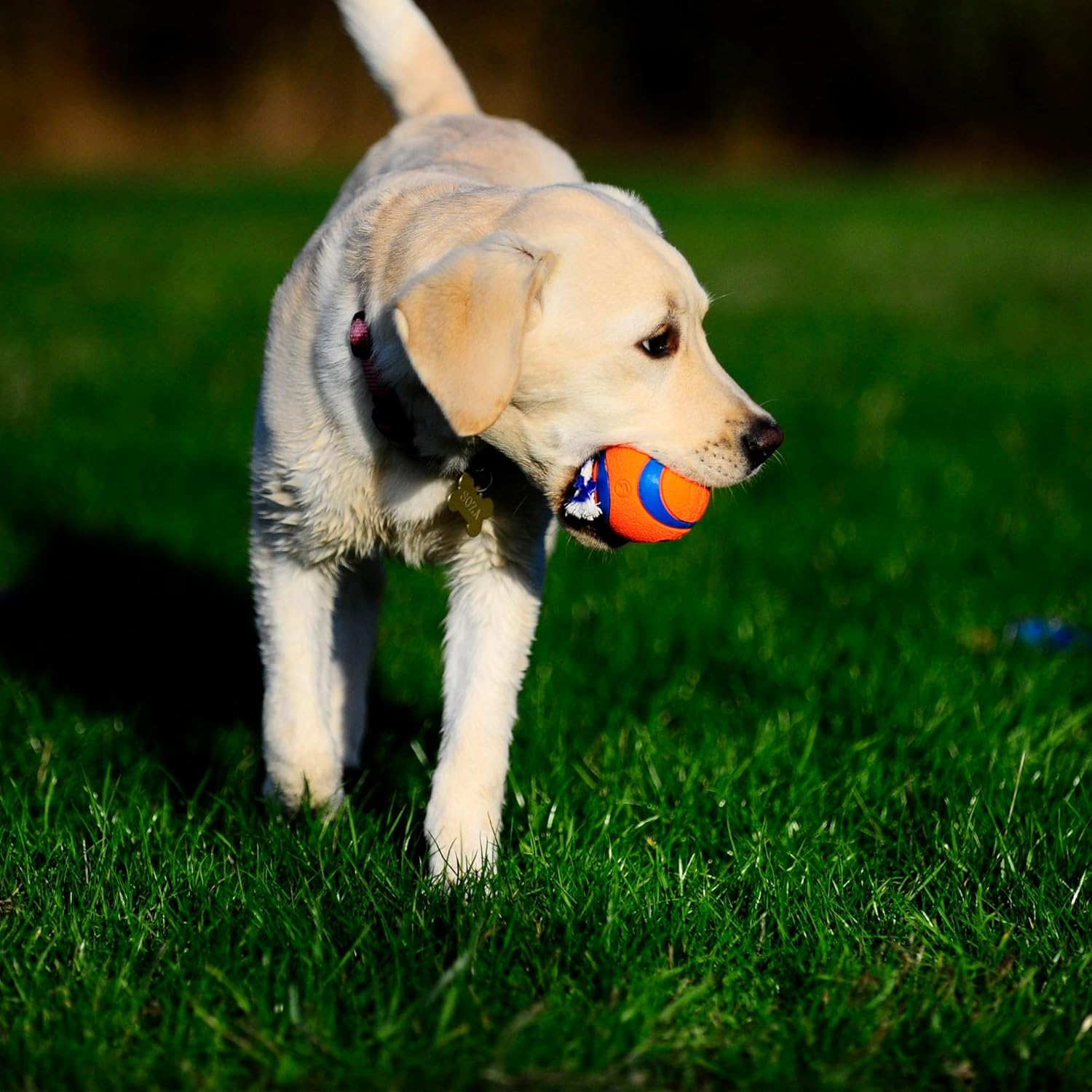 Chuckit! Ultra Toss Dog Toy, Medium Indoor and Outdoor Dog Toy for Dogs 20-60 Pounds image number 6