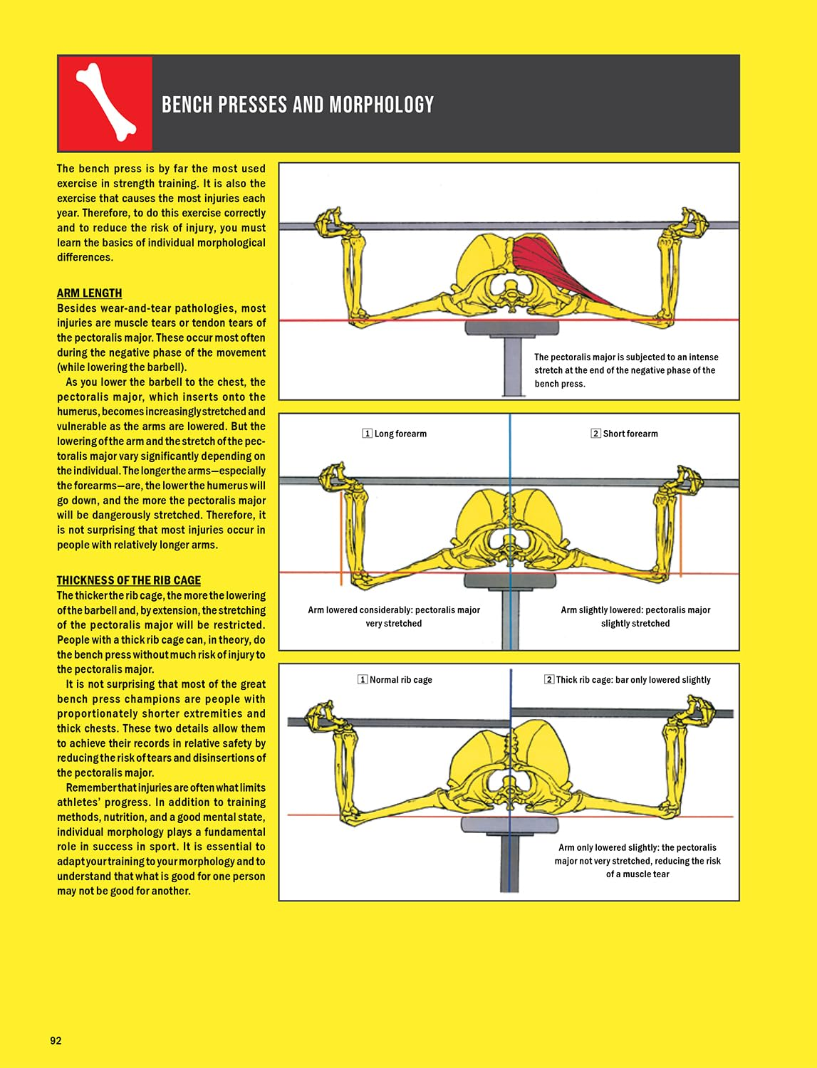 Strength Training Anatomy image number 6