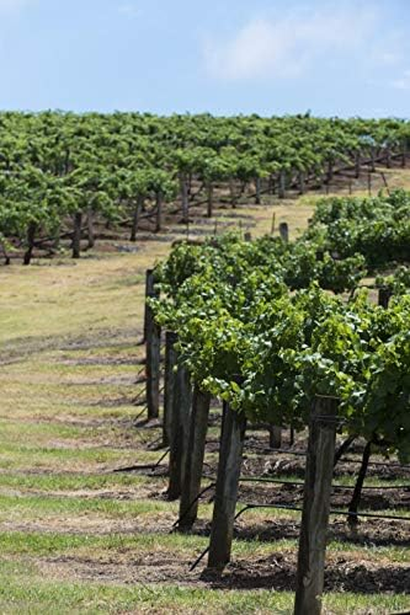 Lindeman'S Early Harvest Lower Alcohol Semillon Sauvignon Blanc Wine 750Ml (Case of 6) image number 1