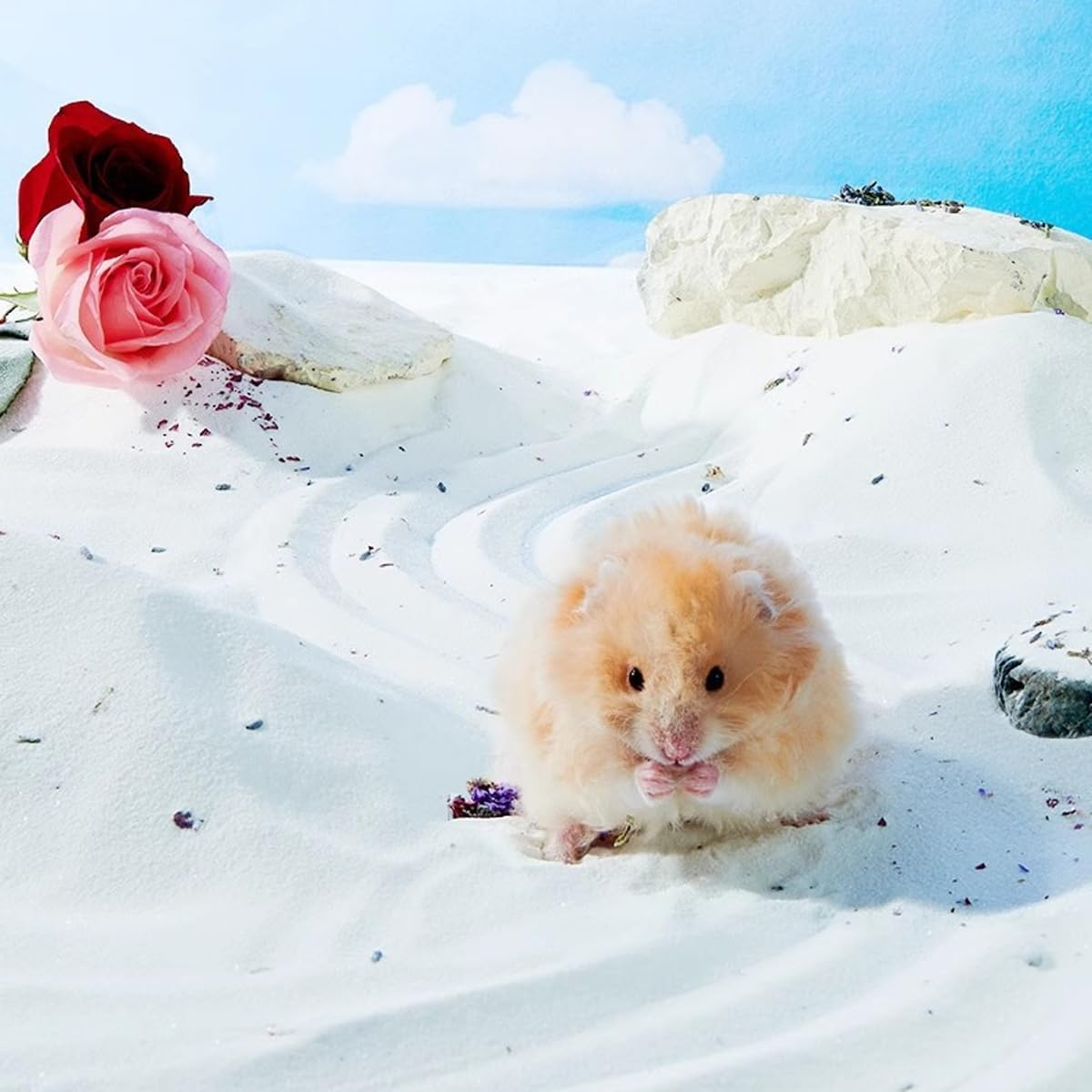 AIMALL Hamster Bath Sand, 2KG Urine Sand Set, Deodorizing Low Dust Bath Sand for Golden Bears and Small Rodents, 0.005 Inch Fine Grain image number 5