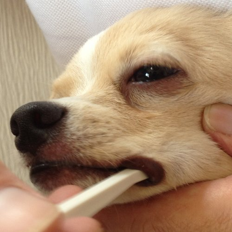 (Micro Head) - Toothbrush for Dogs Easy to Use Made in Japan Kenko Care by Mind Up image number 1