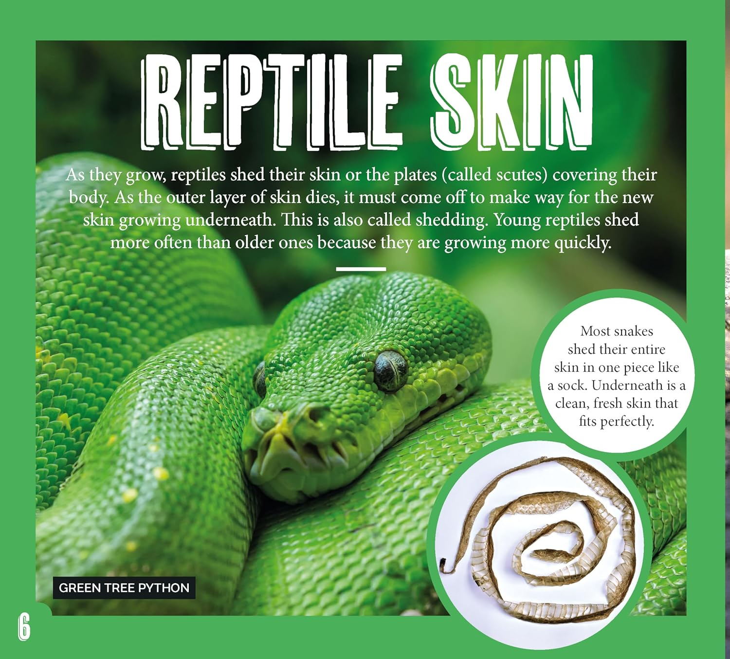 AG Discover: Aussie Reptiles image number 2