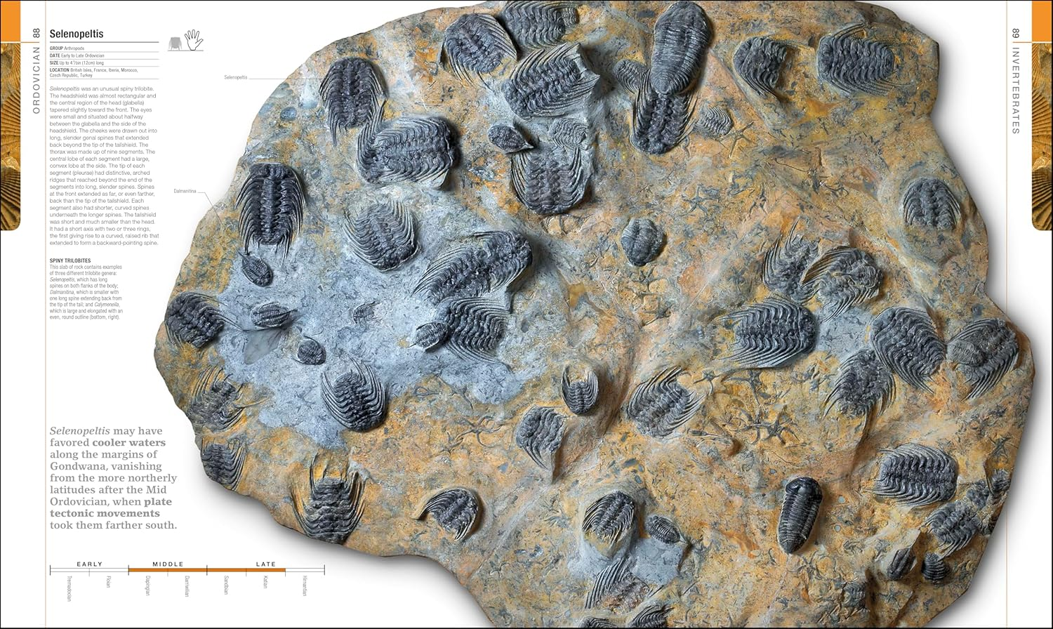 Dinosaurs and Prehistoric Life: the Definitive Visual Guide to Prehistoric Animals image number 3