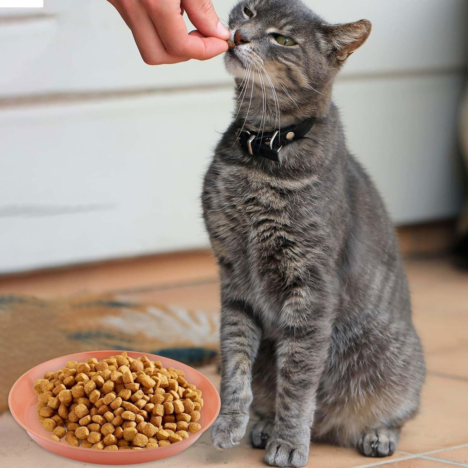 Pack of 10 Flat Cat Bowls, round Cat Plates, Colourful Cat Food Bowl Set, Cat Plate for Kittens and Short-Legged Cats