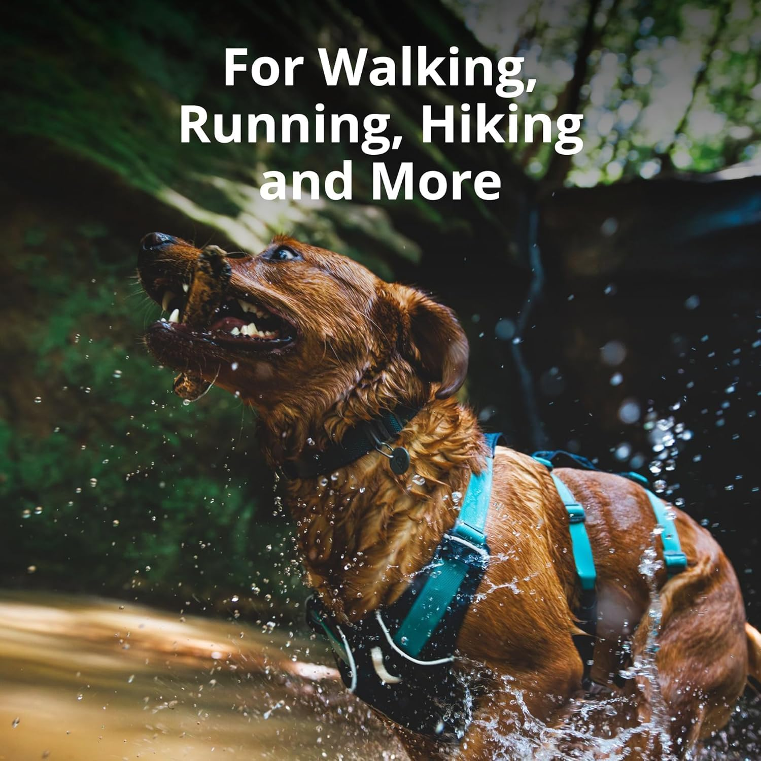 Ruffwear, Flagline Dog Harness, Lightweight and Reflective, No Pull Dog Lift Harness for Hiking, Running and Everyday Use, Alpenglow Pink, Medium