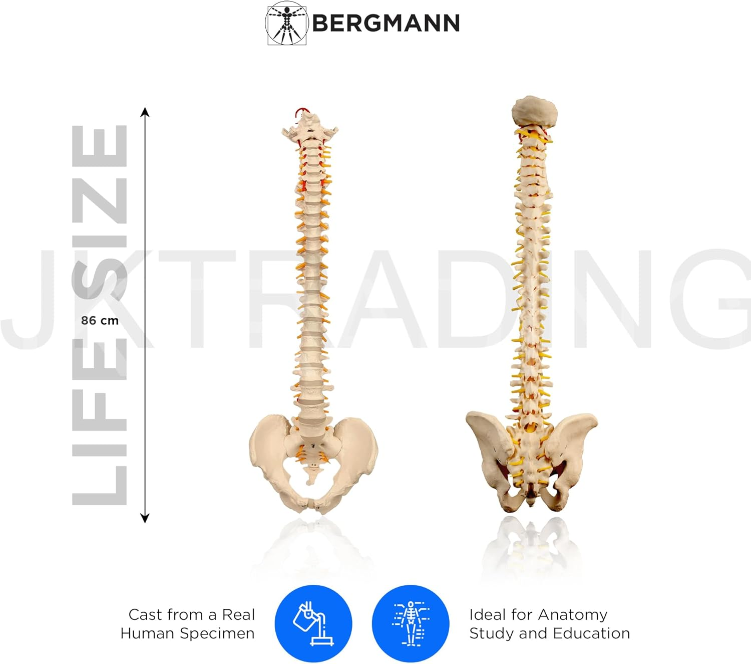 Bergmann Flexible Life Size Spine Model - 86Cm Spine Anatomy Model with Nerves, Vertebrae, Arteries, Lumbar Column - Pelvis Model - Anatomical Model - Medical Model Includes Stand image number 2