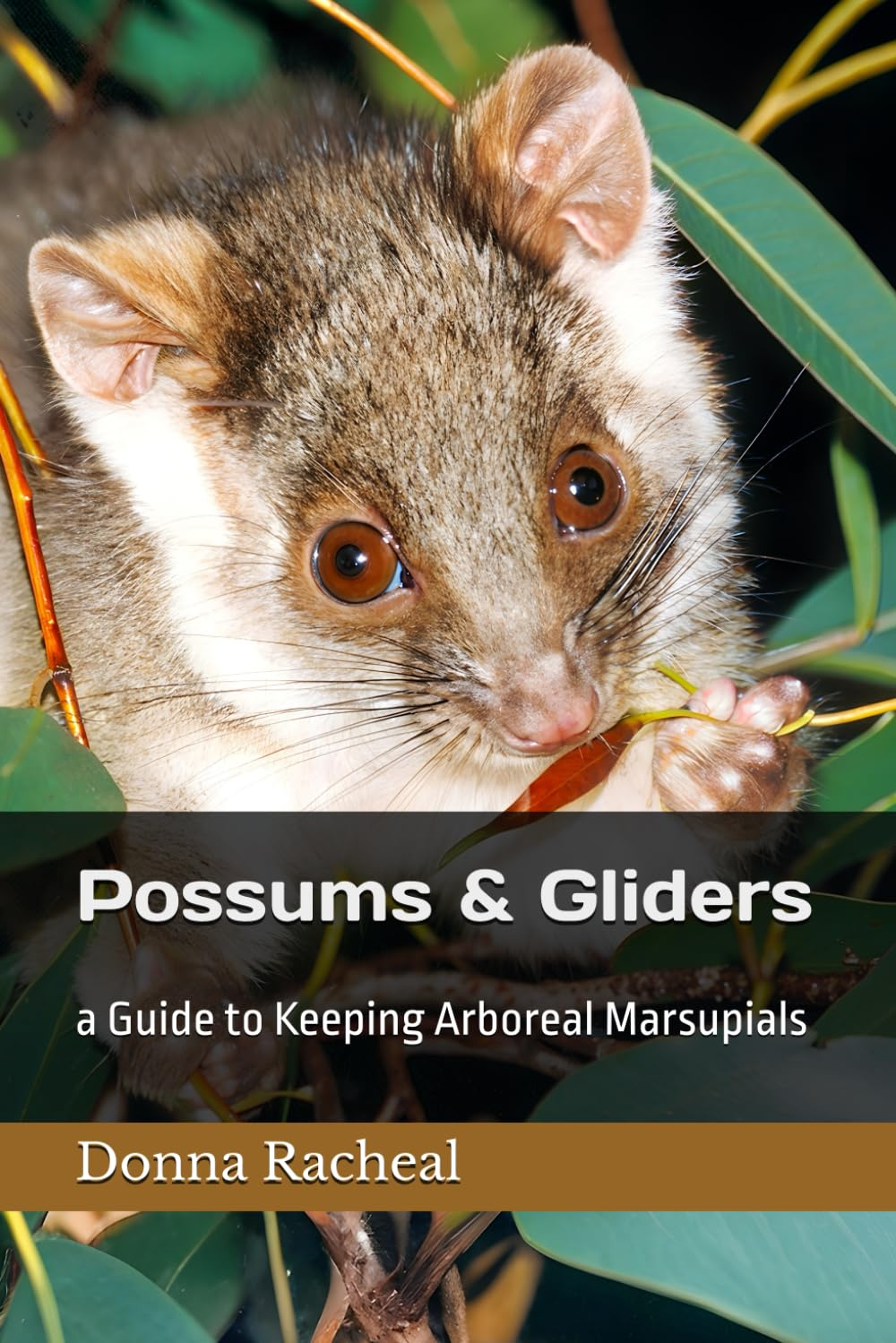 Possums & Gliders: a Guide to Keeping Arboreal Marsupials image number 1