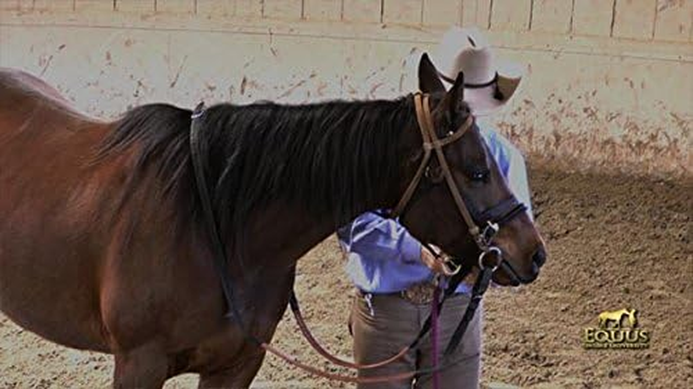 Monty Roberts 5" Thick Copper & Black Iron Horse Snaffle Bit with Dee Ring, Soft, Durable, Comfortable, Gentle on Mouth, Larger Gauge for Less Pressure, Improved Control & Tissues Protection