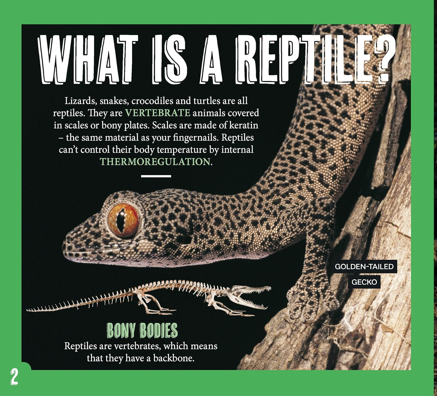 AG Discover: Aussie Reptiles image number 3