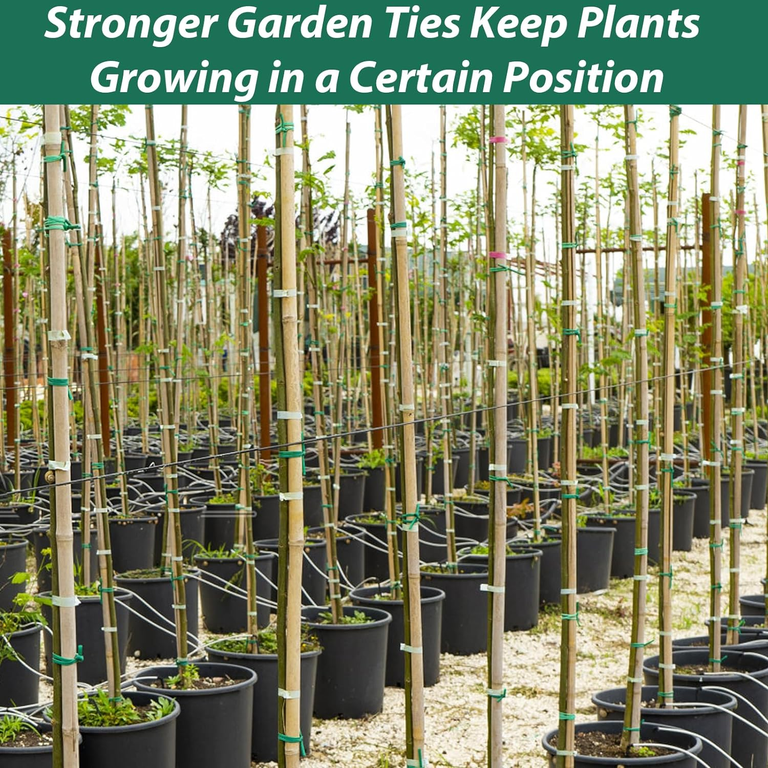 YDSL 100 Feet Soft Tie for Plants, 3 Pack Green Twist Garden Ties Gardening Supplies for Supporting Climbing Plants, Tomatoes, Vegetables, (Diameter - 2.5MM) image number 6