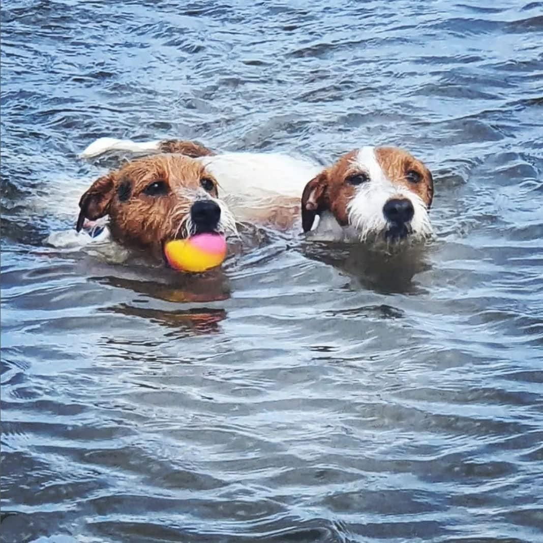 SPORTSPET High Bounce Natural Rubber Dog Balls (60Mm) (Smoothie Edition 6 Pack) image number 3