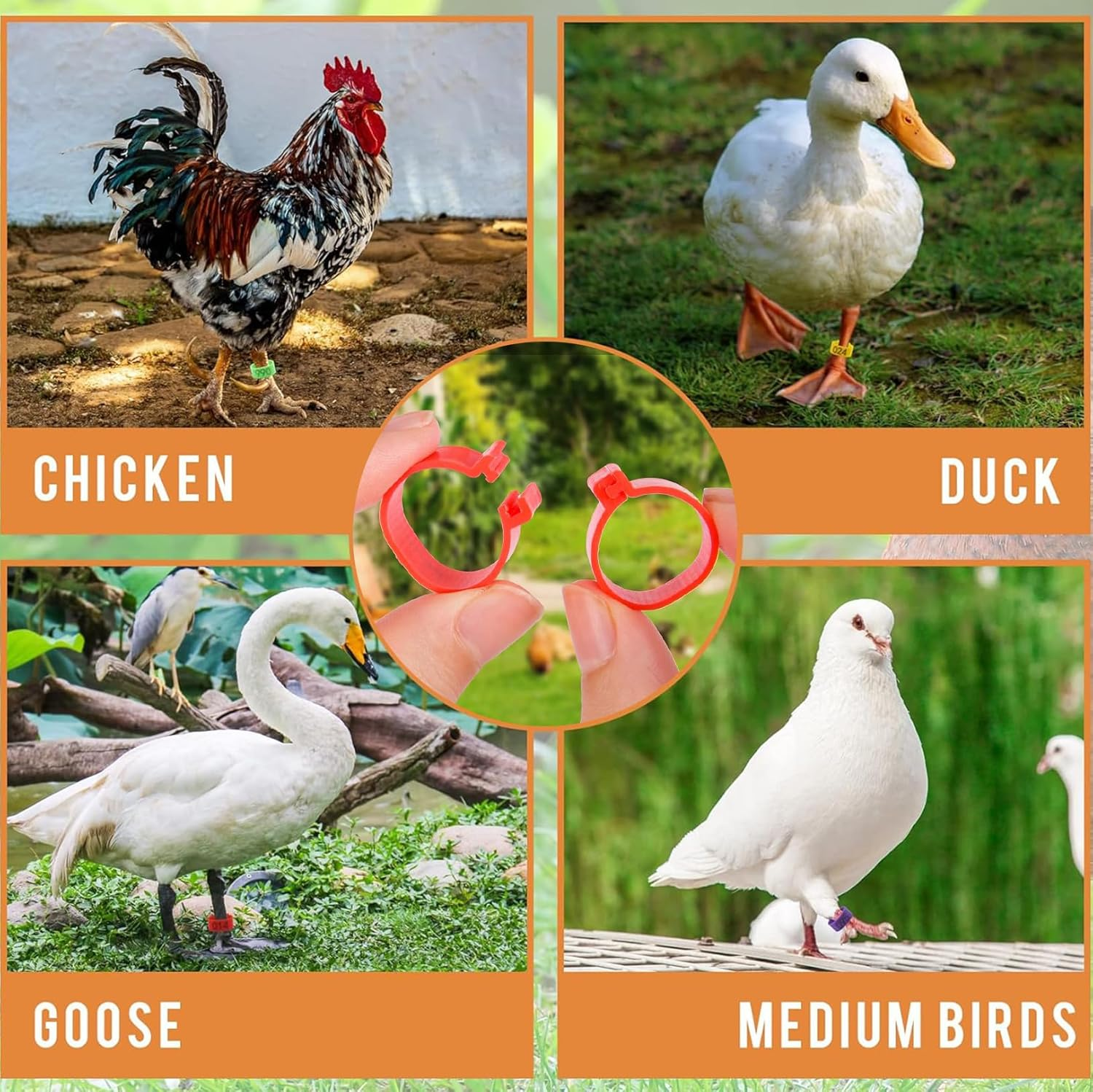 5Colors Chicken Leg Rings 100 PCS Chicken Identification Band 16Mm Colorful Numbered Chicken Tags for Legs, Poultry Leg Bands Clip-On Rings Poultry Identification for Ducks, Chicks, Gamefowl, Turkey image number 5