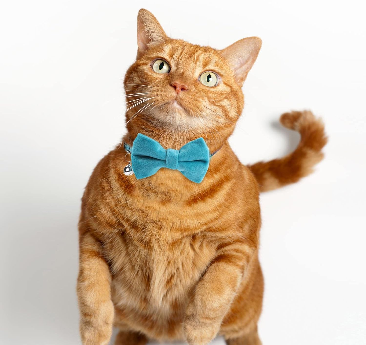 Sliverdew 4 Pcs Velvet Cat Collars Cute Cat Bow Tie Collar with Bell Breakaway Cat Collar Detachable Bowtie Safety Pet Collar for Small Puppy Kitten (Black, Red, Blue, Pink) image number 5