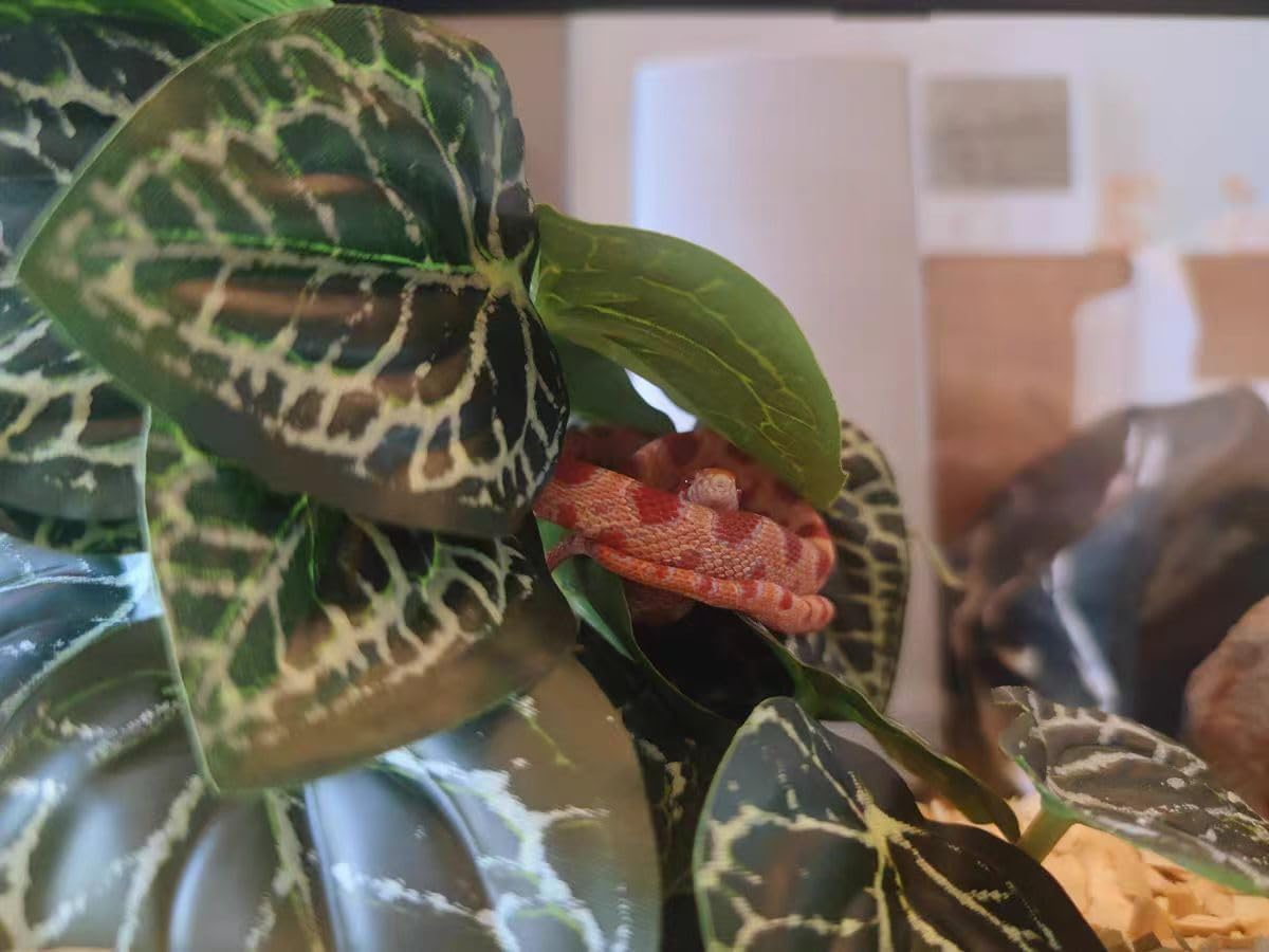 Reptile Plants,Terrarium Decor,Amphibian Habitat Decor,Artificial Plants for Gecko Chameleon Snake Tortoise Tank Accessories with Base（Anthurium Crystallinum） - Alocasia image number 3