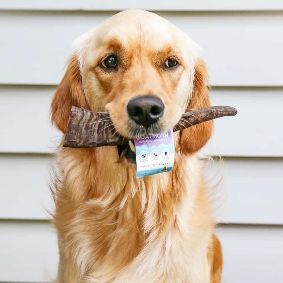 THE PET PROJECT ALL NATURAL GOAT HORN image number 2