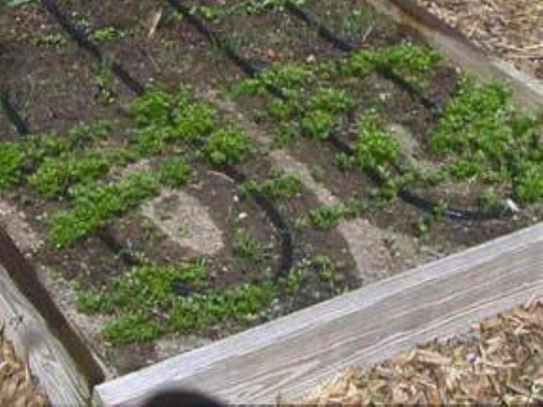 Flat Soaker Hose 25/50/75 Ft - Heavy Duty Double Layer Design - Saves 70% Water - Consistent Drip Throughout Hose - Leakproof Guarantee - Garden/Vegetable Safe (25 FT) image number 4