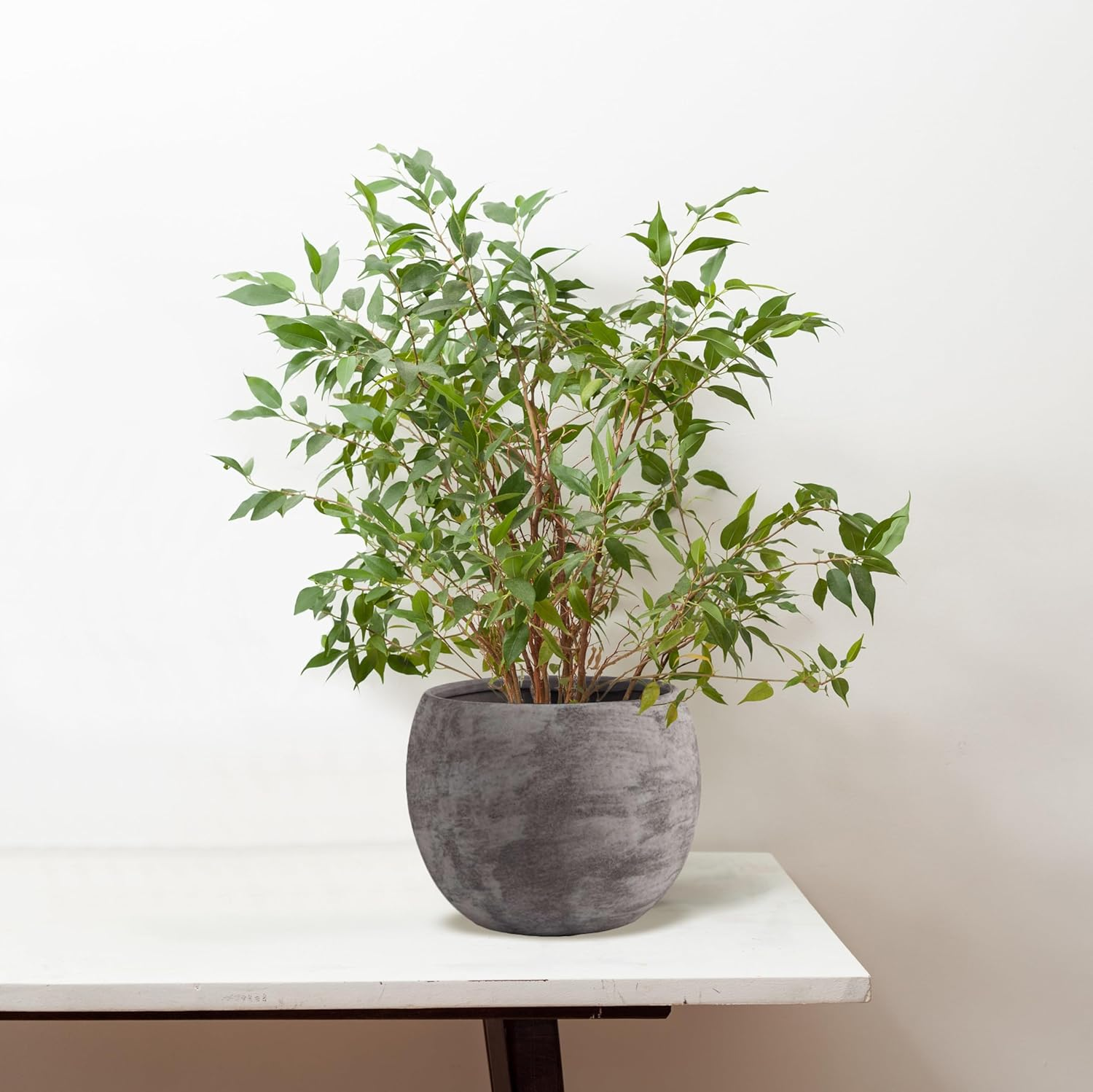 Olly & Rose Black Grey Ceramic Plant Pot Large 25Cm (8085D-5BKGY) image number 1