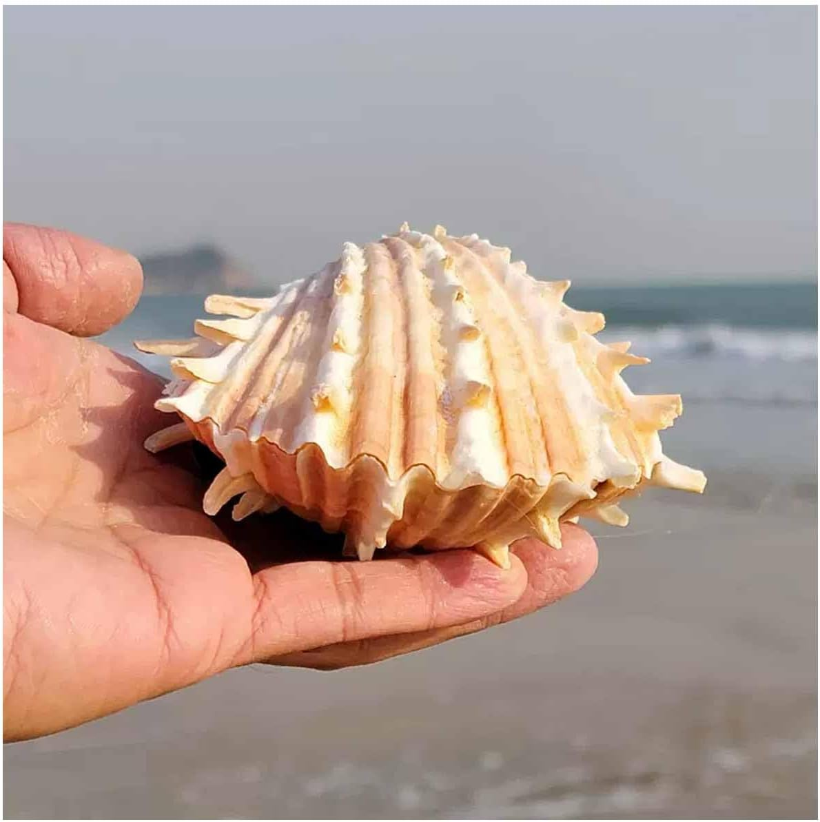 Shells,Conch Shell, Shells Natural Large Conch Shell 10-13Cm for Home Decorations,Diy Crafts(10~11Cm)