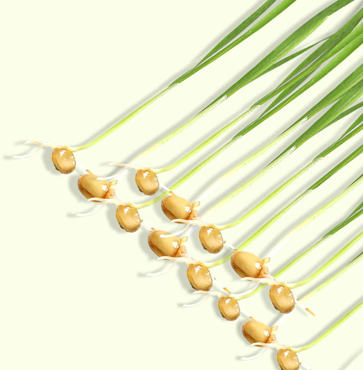 Cat Grass Growing Kit- Cat Grass Planter Tray-Organic Cat Grass Growing Kit for Indoor Cats Pet Hydroponic Cat Grass Growing Planter - Cat Grass for Indoor Cats Pet Accessories image number 4