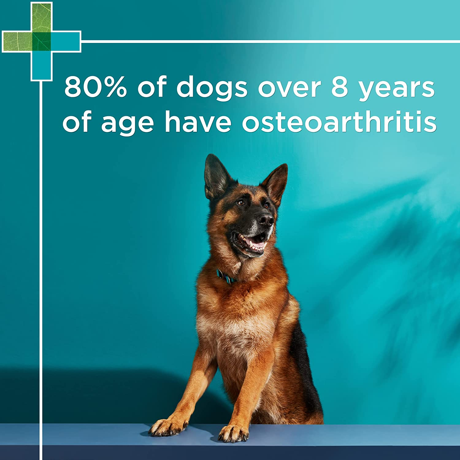 PAW by Blackmores Osteosupport&reg; Joint Care Powder for Dogs | Provides Relief of Arthritic Symptoms| 80 Capsules image number 2