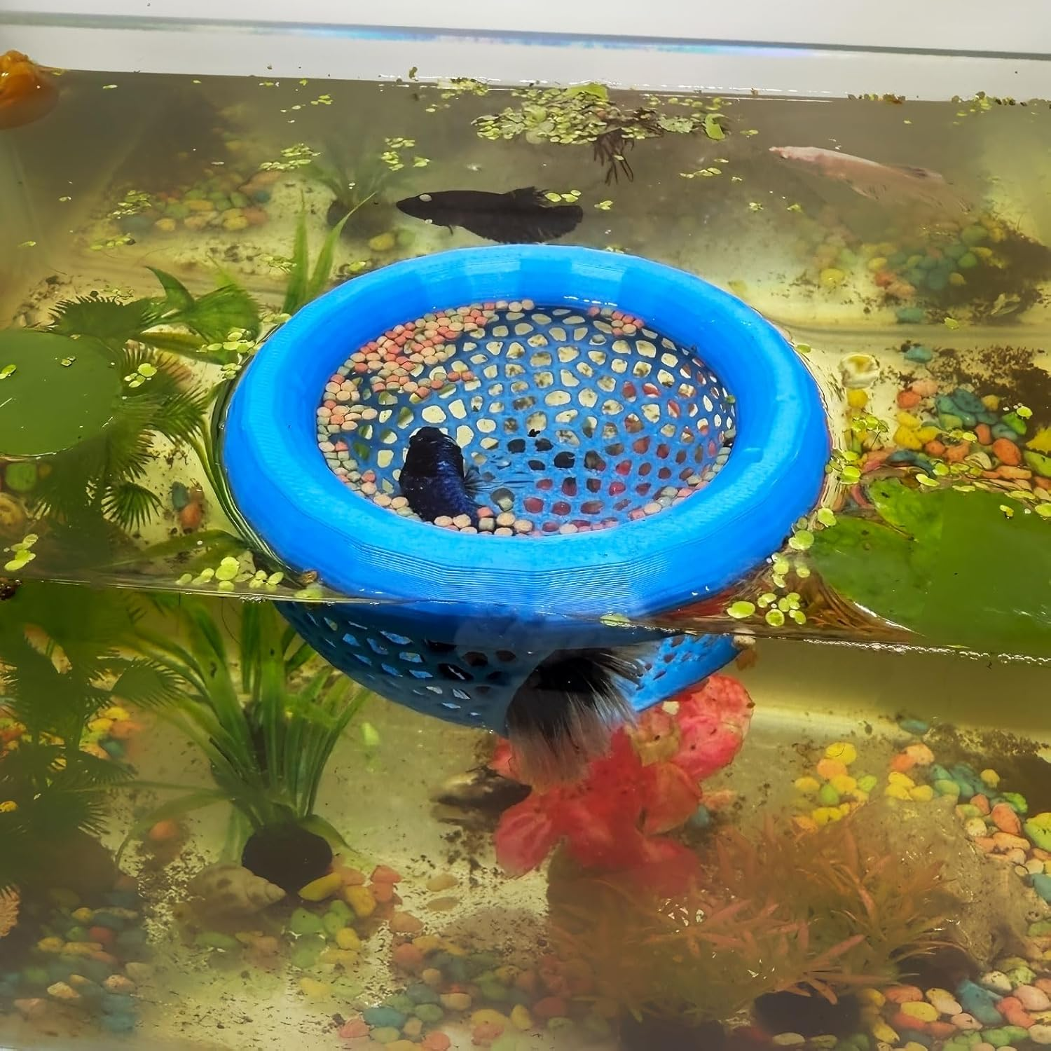 Aquarium Floating Betta Fish Skins, Betta or Shrimp Feeder, Cave and Hammock, Small Fish Feeding Rings, Aquarium Hiding Feeding Decorative Accessories (Green)